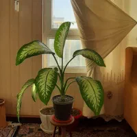 گل دیفن باخیا پهن برگ با گلدان|گل و گیاه طبیعی|مشهد, شهرک لشکر (شهرک غرب)|دیوار