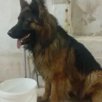 ژرمن کینگ نر