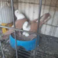 جفت نر ماده کله سفید|پرنده|بهبهان, |دیوار