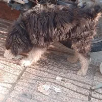 سگ اشپیز|سگ|شیراز, ده پیاله|دیوار