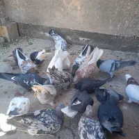 23تا کفتر|پرنده|بم, |دیوار