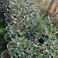 فوتونیا|گل و گیاه طبیعی|کلاچای, |دیوار