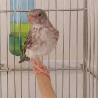 جفت یاسمین طوسی (قناری سهره فنچ طوطی)