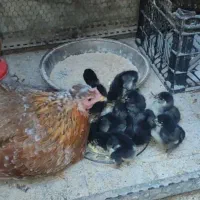 تخم نطفه دار