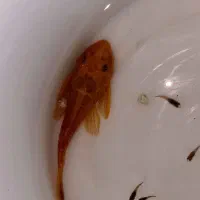 کت بلو ایز ماده