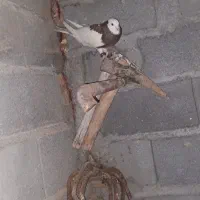 کبوتر