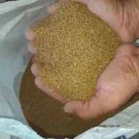 بذر یونجه آمریکایی