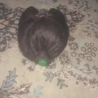 فروش خیگ باکم ترین قیمت