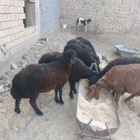 بره نر