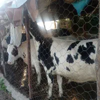 فروش 8 گاو سیمینتال