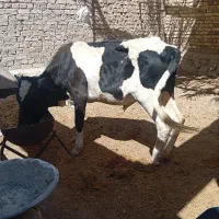 گوساله نر فروشی