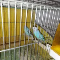 یک‌جفت مرغ عشق|پرنده|رزن, |دیوار