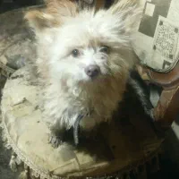 واگذاریک سگ ماده اشپیزتریر خوشگل وناز|سگ|مشهد, خلق آباد سفلی|دیوار