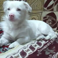 سگ پامراشپیتز