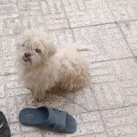 واگزاری سگ تریر