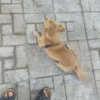 توله سگ باهوش شناسنامه دار|سگ|مشهد, انقلاب|دیوار