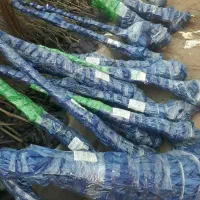 فروش نهال انجیر عسلی|خدمات باغبانی و درختکاری|جاجرود, |دیوار