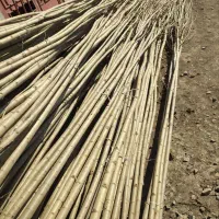 صنوبر و کبوده|خدمات باغبانی و درختکاری|سقز, |دیوار