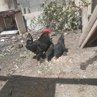 مرغ وخروس