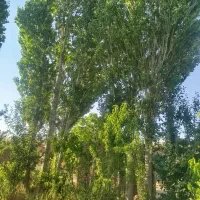 خریدار انواع چوب بید صنوبر باغی و تیرسقفی نقدی|خدمات باغبانی و درختکاری|الیگودرز, |دیوار