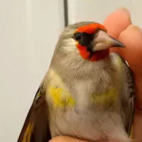 سهره طلایی مهاجر منطقه مرزی مست خون نر نشوندار