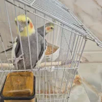 عروس هلندی سینامون