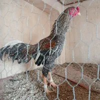 خروس لاری کوکو اوشامو|حیوانات مزرعه|تهران, امام زاده عبدالله|دیوار