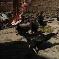 تخم لاری|حیوانات مزرعه|مشهد, باغون آباد|دیوار