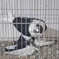 کبوتر|پرنده|تبریز, |دیوار