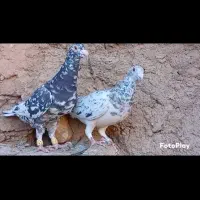 چنتا کبوتر|پرنده|آباده, |دیوار