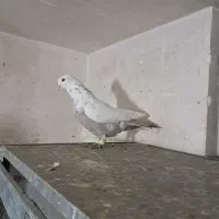 شهری بهبونی