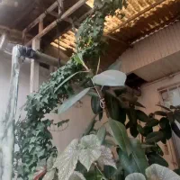فروش گلو گیاه