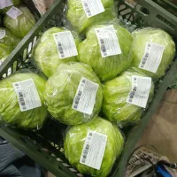 سورت و بسته بندی کاهو|استخدام صنعتی، فنی، مهندسی|دزفول, |دیوار