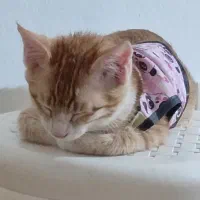 واگذاری سه تا بچه گربه شیرین