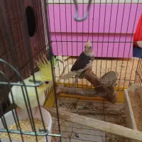 فروش عروس هلندی