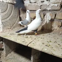 کبوتر پرنده