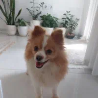 سگ گمشده روباهی شاهین شهر مژدگانی عالی