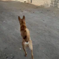 مالینیویز رایگان|سگ|تبریز, |دیوار