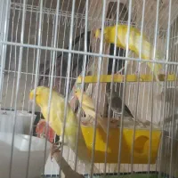 قناری رسمی بلند کشیده نروماده