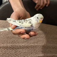 مرغ عشق دست آموز