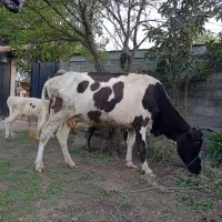 گاوهولشتاین با گوساله ۴ ماهه باهم