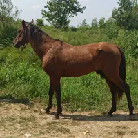 خریدو فروش انواع اسب بابهترین قیمت