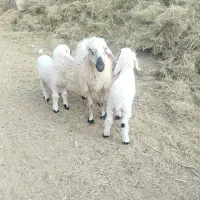 گوسفند|حیوانات مزرعه|زهک, |دیوار