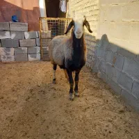 میش فروشی|حیوانات مزرعه|دهدشت, |دیوار