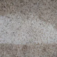 برنج فجر سوزنی درجه یک
