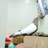 سینلی دورنگ