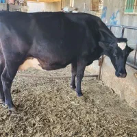 تلیسه.۷ماه.نیم.ابستن|حیوانات مزرعه|سبزوار, رباط|دیوار