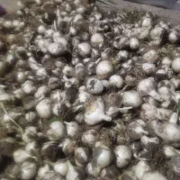 موسیر