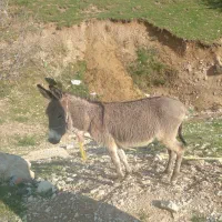 الاغ