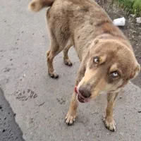 گرگی کوچلو حنایی